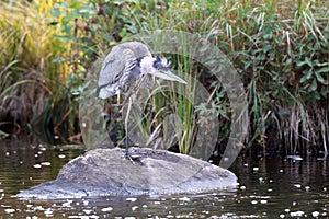 Itchy Heron