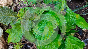 Itchy leaf plant typical of Papua which is used as a traditional medicine for aching rheumatic pain