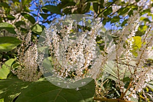 Itea virginica shrub in autumn, a flowering ornamental shrub with white flowers