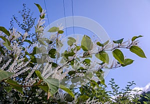 Itea virginica shrub in autumn. A flowering ornamental shrub with white flowers