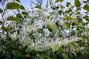Itea virginica shrub in autumn. A flowering ornamental shrub with white flowers