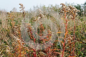 Ithered grass deadwood, landscape autumn grass