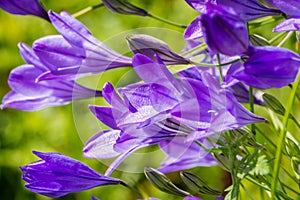 Ithuriel`s spear Triteleia laxa blooming in Stebbins Cold Canyon, Napa Valley, California photo