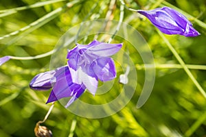 Ithuriel`s spear Triteleia laxa blooming in Stebbins Cold Canyon, Napa Valley, California