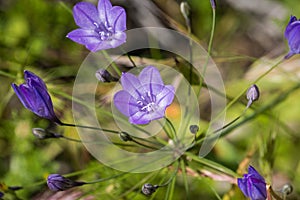 Ithuriel`s spear Triteleia laxa blooming in Stebbins Cold Canyon, Napa Valley, California photo