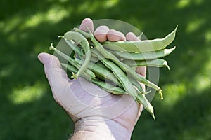 Itialian Style Green Beans In Farmers Hand