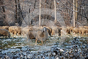 Itinerant Sheep