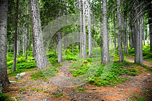 Itinerary in the forest