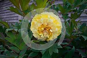 Itoh Hybrid Peony Yellow Bartzella in garden