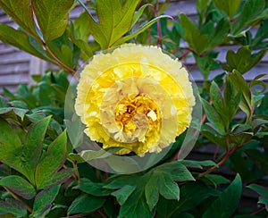 Itoh Hybrid Peony Yellow Bartzella in garden