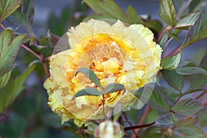 Itoh Hybrid Peony Yellow Bartzella in garden