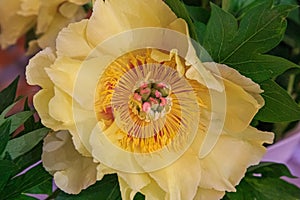 Itoh Hybrid semi-double yellow petals with red highlights peony Garden Treasure lactiflora, closeup