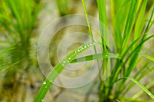 Its an agricutural field. A rain drop on a crops