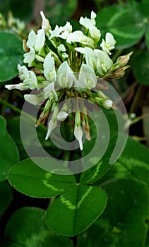 Dutch clover plant