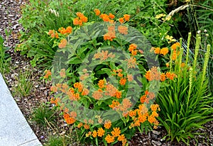 Its bright, orange inflorescences shine through no garden nooks. The flowers grow at the end of long leafy stems in tens, they