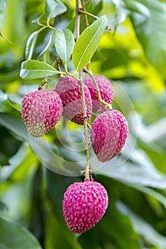 Its lychee picking time at ranisonkoil, thakurgoan, Bangladesh.