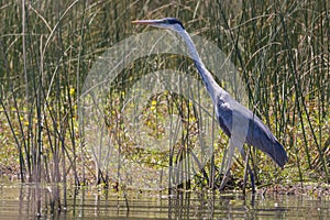 Garza Cuca in Lake Lanalhue, southern Chile. photo