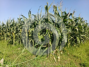 Its productive land makes corn plants flourish