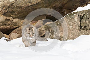 Its time for this bobcat to pounce on prey photo