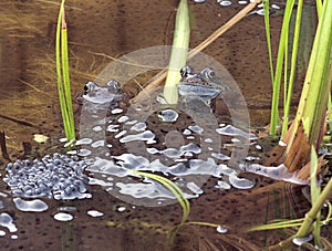 Its That Time of Year Common Frog - Rana Temporaria - And Frogspawn