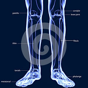 3D Illustration of Human Skeleton Tibia and Fibula Bones