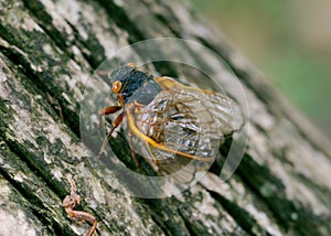 With its wings damaged during ecdysis or molting, a Periodical Cicada climbs a tree