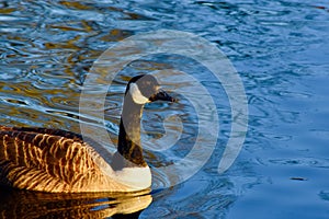 Its the wondering Canada goose