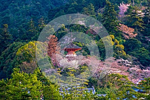 Itsukushima Shrine with sakura