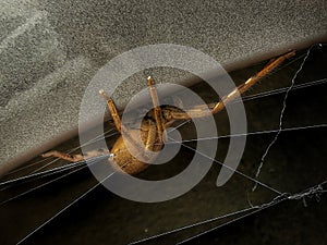 Itsy bitsy spider...