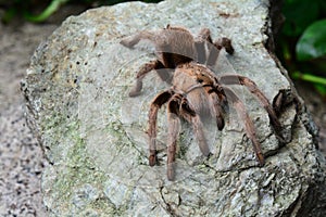 An itsy bitsy tarantula spider on a rock.