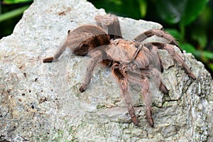 An itsy bitsy tarantula spider on a rock.