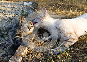 ÃÂ¶itten and cat