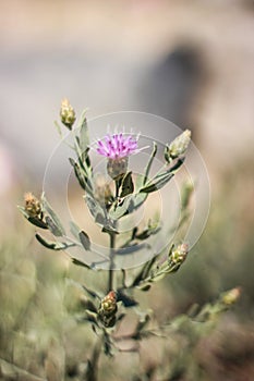 Ittle purple flower