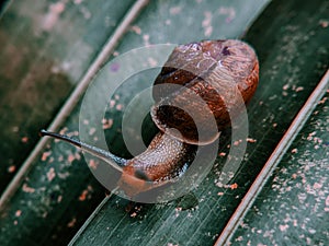 ittle snail in shell crawling on coconut leaves, summer day in park. close up of small snail on plant leaf in outdoor garden