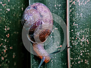 ittle snail in shell crawling on coconut leaves, summer day in park. close up of small snail on plant leaf in outdoor garden