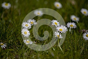 Ittle white summer daisy in a meadow among green grass on a sunny day