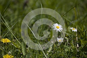 Ittle white summer daisy in a meadow among green grass on a sunny day