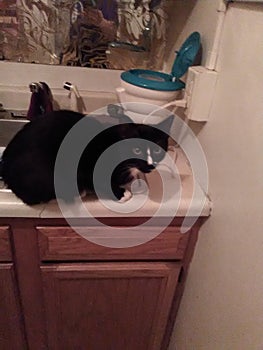 itty-bitty curious kitty