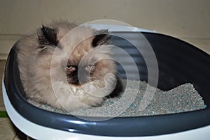 Itty bitty Himalayan kitten looking angrily into the distance while lying in the litterbox