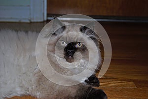 Itty bitty Himalayan kitten looking nervously into the distance