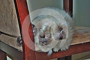 Itty bitty Himalayan kitten playing on a chair