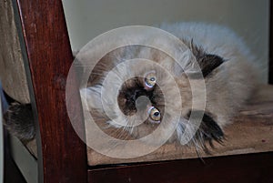 Itty bitty Himalayan kitten playing on a chair photo