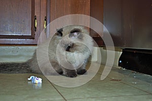 Itty bitty Himalayan kitten playing in the kitchen