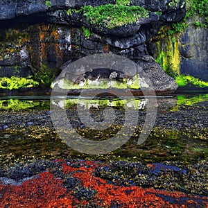 Iturup, Kuril Islands, Russia. Colorful landscape of the Okhotsk sea with mosses, algae, rocks.