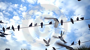 Ity Pigeons Flying On Electrical Wires