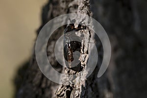 IUCN Red List and EU Habitats Directive insect specie Hermit beetle Osmoderma eremita sin. O.barnabita on oak tree bark. This photo