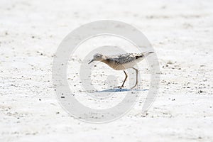 An IUCN Red List Near-Threatened Buff-breasted Sandpiper Shorebird Walks on a Dried Muddy Lake Bed During Migration