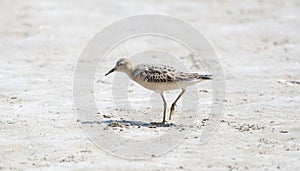 An IUCN Red List Near-Threatened Buff-breasted Sandpiper Shorebird Walks on a Dried Muddy Lake Bed During Migration
