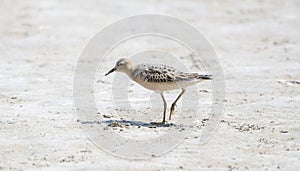 An IUCN Red List Near-Threatened Buff-breasted Sandpiper Shorebird Walks on a Dried Muddy Lake Bed During Migration photo