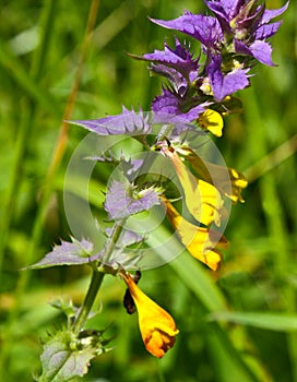 Ivan da Marya - Melampyrum nemorosum L.